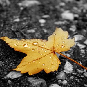 朱竹清把乳夹乖乖戴上被迫调教
